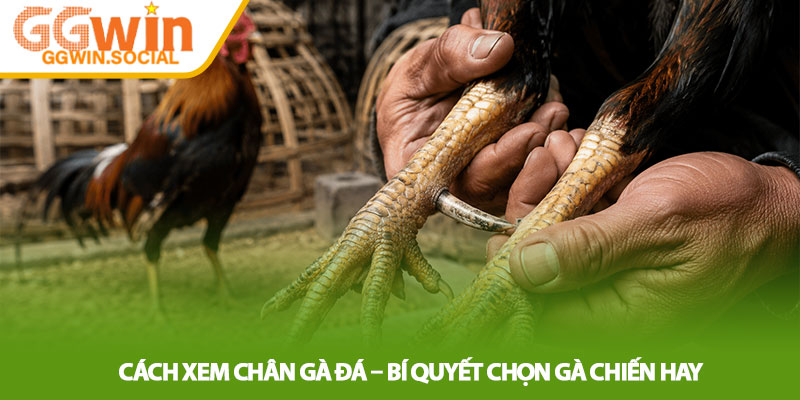 Cách Xem Chân Gà Đá – Bí Quyết Chọn Gà Chiến Hay